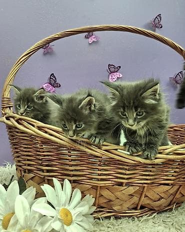 коты: Мейн-кун, 1 месяц, Девочка, Серый, Приучена к лотку — 2