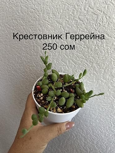 Алоказии: Укорененные черенки/отростки. Адрес 8 мкр — 9