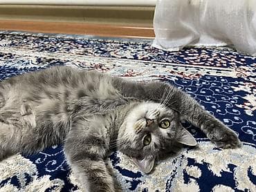 цена вислоухой кошки: Кошка даром: Беспородная, 1 год, Девочка — 3