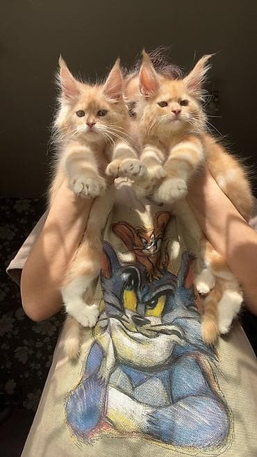 Эксклюзивная мощные котята Мейн Куны полидакты с полным пакетом