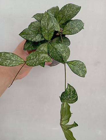 палка: 1- фото Сингониум Милк он грин 800 сом . Остальные Сингониумы по 350 — 7