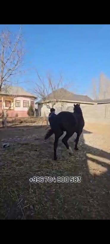 усыпление животных бишкек: Продаю | Конь (самец) | Конный спорт — 4