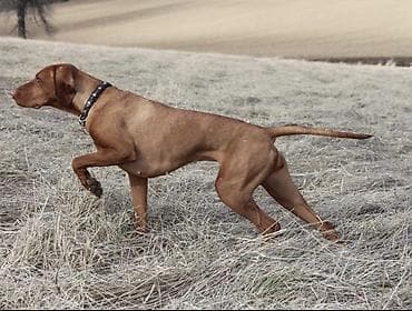 мышык кичинекей: Пойнтер, 5 айлык, Эркек, Эмделген — 1