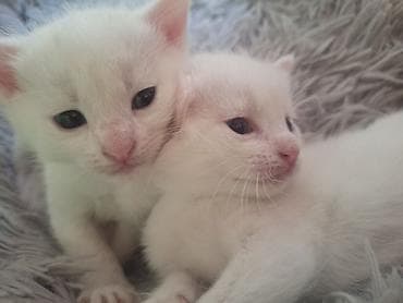 малек купить: 2 месяца, Девочка, Белый, Метис, Приучена к лотку — 1