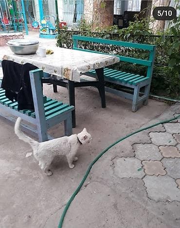 Ысык-Көлдө эс алуу: Коттедж, Тамчы, 5 орун — 6