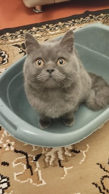 ко шомо: Скотиш Страйт (Шотландская прямоухая), 7 месяцев, Мальчик, Серый, Приучена к лотку, Проглистована, С прививками — 2