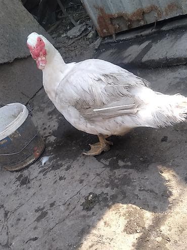 белые утки: Мускусные утки (индоутки) - Порода: мускусная (индоутка), разный — 5