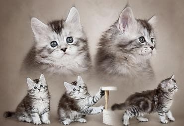 Мышыктар: Питомник мейн-кунов — породистые котята - Порода: Maine Coon — — 1