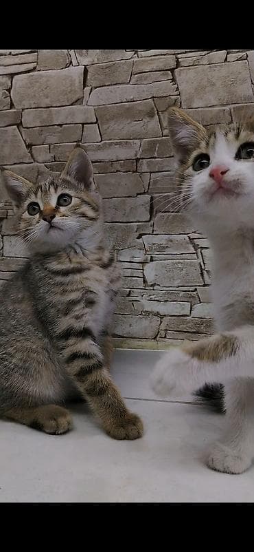 где можно взять кошку: Котёнку 2 месяца, к лотку приучена. Кушает корм, чистая, игривая — 8