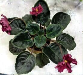 сколько стоят гипсофилы: Продаю цветущие фиалочки 🌿 🌺🌿 Цены200- 250 -300 сом.Оптовым — 12