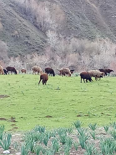 Продаю | Овца (самка) | Для разведения | Матка