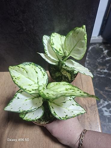 лимон бишкек: Продается шефлера аглаонема, женское счастье, комнатная ель — 5