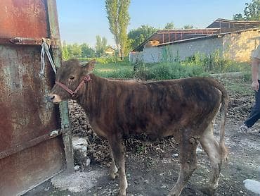 Животные: Продаю | Бык (самец) | На откорм | Привязанные — 7