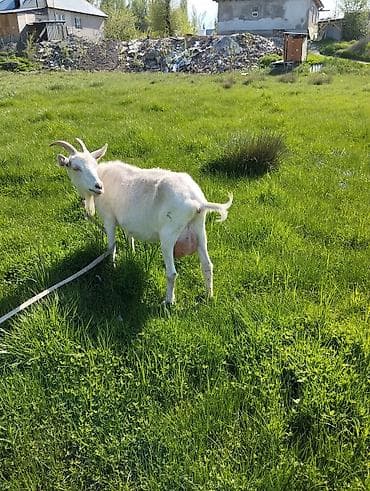 Продаю | Коза (самка) | Для молока