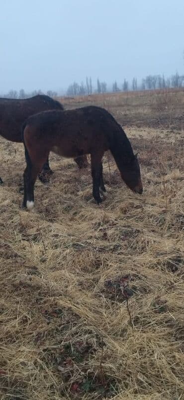 английский тай: Продаю | Жеребенок | Рабочий — 3