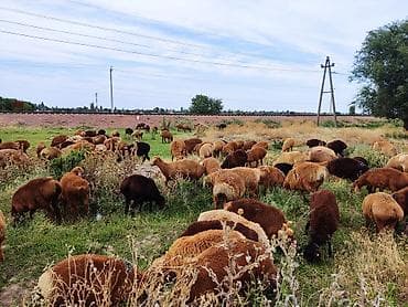 Животные: Продаю | Овца (самка) | Для разведения | Матка — 7