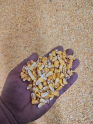 продаю связи с переездом: Продаю кукурузу оптом
кукуруза
жогору — 5