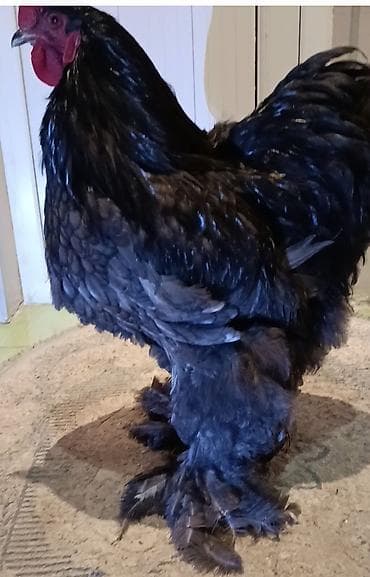 Продаются петухи породы кохинхин оченнредкие окрасы Полосатый лимон at lalafo.kg Продаются петухи породы кохинхин оченнредкие окрасы Полосатый лимон