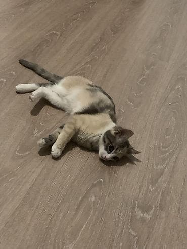 fermer kg: 6 месяцев, Девочка, Метис, Приучена к лотку — 5