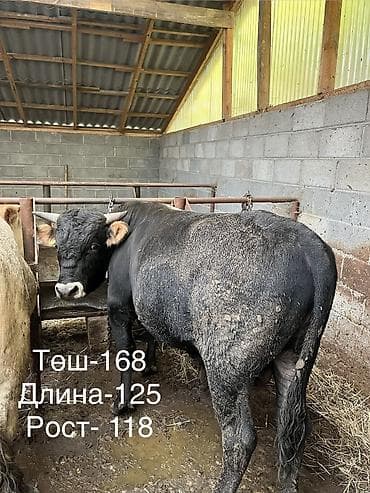 животные бараны: Продаю | Бык (самец) | На откорм | Привязанные — 1