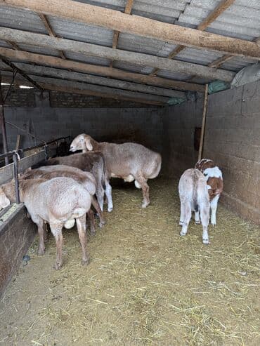 продаю в связи с переездом: Продаю | Баран (самец) | Для разведения | Племенные — 7