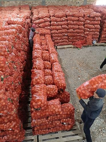 семена лука купить: Лук Оптом — 2