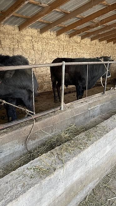 девушки талас: Продаю | Бык (самец) | На откорм, Для разведения — 9