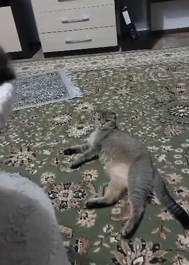 cat sofa: Продаются котята шотландской вислоухой кошки. Заходи! Возраст: 1 месяц — 5