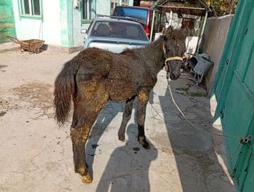 купить собаку немецкую овчарку: Продаю | Жеребенок | Рабочий | Племенные — 1