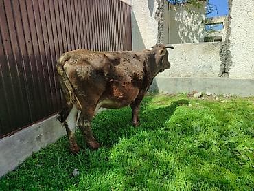 бенгальская кошка цена бишкек: Продаю | Корова (самка) — 3
