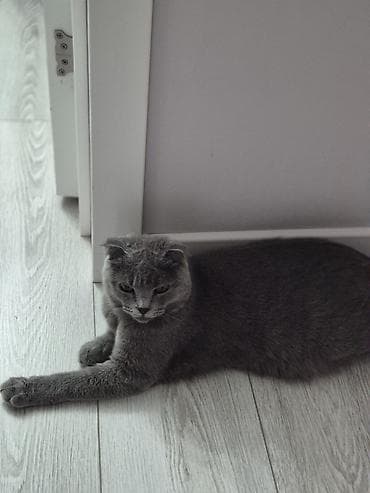 шотландские кошки цена: Скотиш Фолд (Шотландская вислоухая), 8 месяцев, Девочка, Голубой, Приучена к лотку — 1