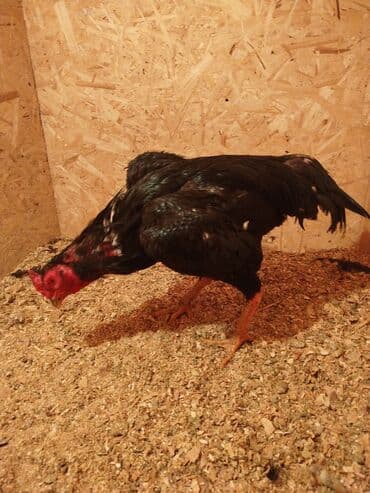 куры токмок: Сатам | Тооктор — 7