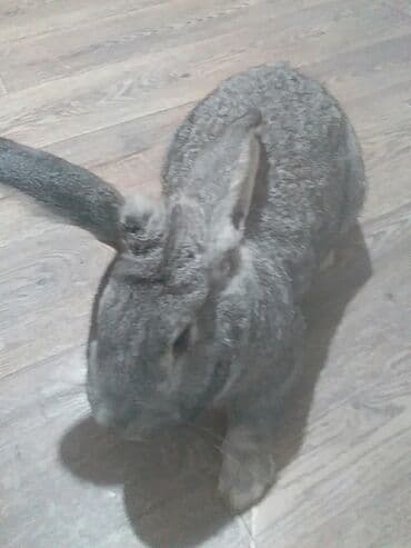 купить щенка восточно европейской овчарки: Продаю | Кролик самец | Серый великан | Для разведения — 5