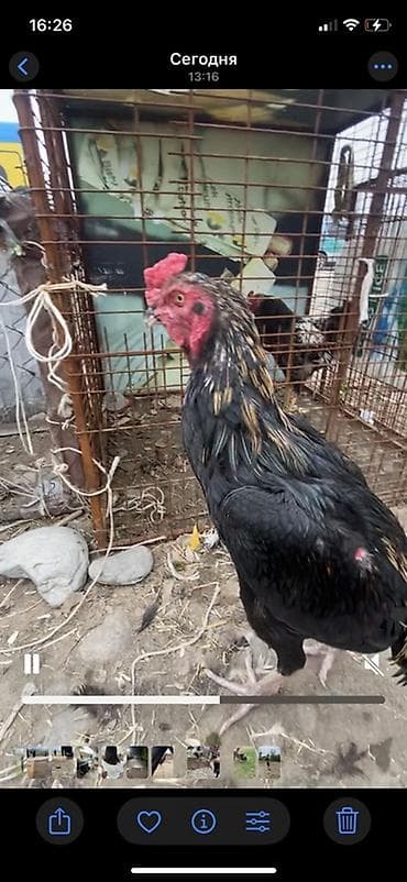 бельгийская авчарка: Продаю | Петух | Бойцовая | Для разведения — 2