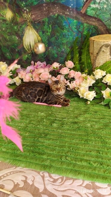 новорожденные котята: Красивейшие бенгальские котята. большие четкие розетки .контрастный — 5