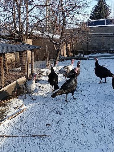 ИНДЮКИ САМЦЫ