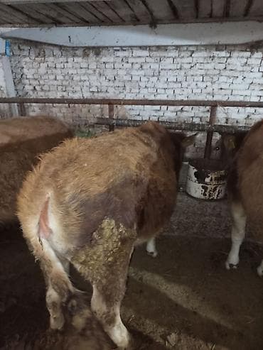 соня куры: Продаю | Тёлка | Для разведения | Нетель — 6