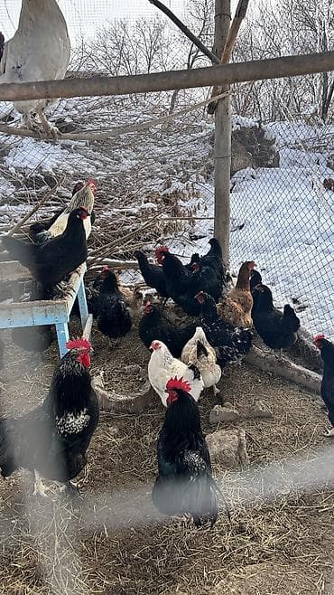 куры гриз бар: Продаю | Петух | Для разведения — 8