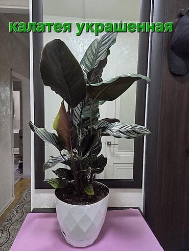 Антуриумы: Антуриум (Anthurium andreanum) в декоративном горшке - Сорт с — 8