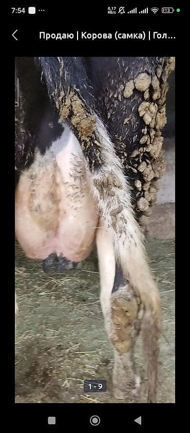 карова стельная: Продаю | Корова (самка) | Для молока | После отела — 5