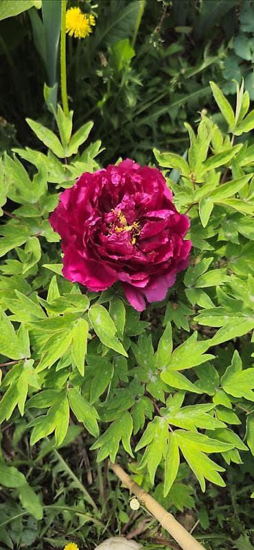 Саженцы декоративных многолетников для сада - Пион древовидный, сорт