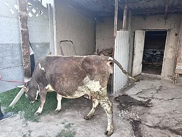 барда для коров: Продаю | Корова (самка) | Для разведения, Для молока — 3