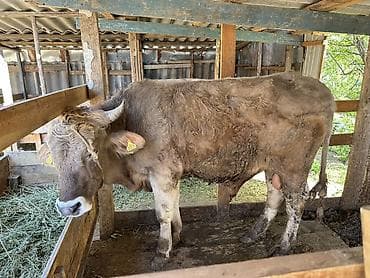 бык ангуст: Продаю | Бык (самец) | Для разведения | Осеменитель — 2