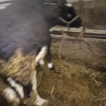 утята суточные: Продаю | Тёлка — 10