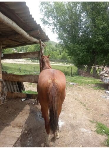 связи с переездом: Продаю | Конь (самец) | Дончак | Конный спорт — 1