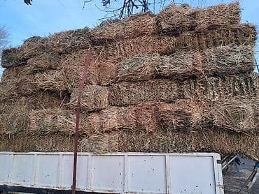 токмок продажа: 1 укос чоп сатылат доставка мн 250 сом — 1