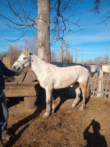продам бу оборудование для птицефабрики: Продаю | Жеребец | Рабочий — 1