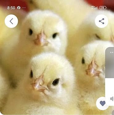 отдам хорошие руки котят: Продаю | Цыплята | РОСС 308 | На забой — 1