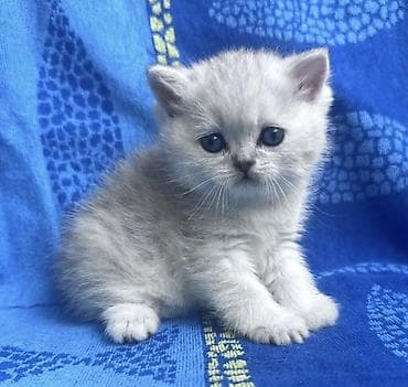 кости: Скотиш Страйт (Шотландская прямоухая), 2 месяца, Мальчик, Серебристая шиншилла, Приучена к лотку — 5