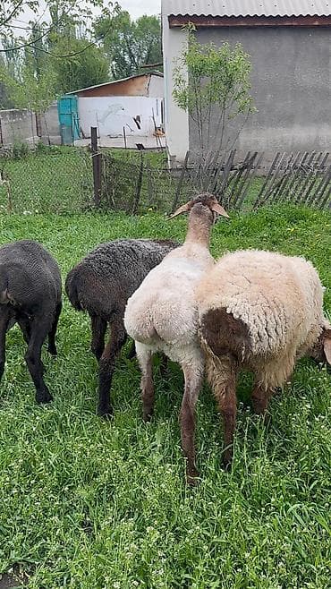 продам голубей: Продаю | Ягненок | Для разведения — 3